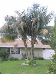Full Size Picture Of Kentia Palm Sentry Palm Paradise Palm Howea Forsteriana Common House Plants Kentia Palm Tropical Landscaping