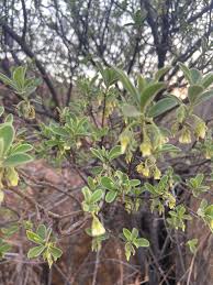 Image result for Diospyros lycioides