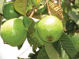 Check spelling or type a new query. Nine Fruiting Trees And Plants For The Florida Home Sarasota Magazine