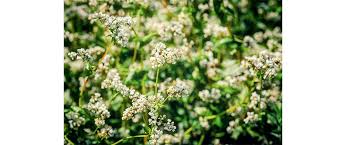 Image result for Fagopyrum esculentum