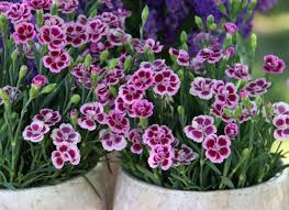 лунный календарь для комнатных растений на 2019 год таблица Gvozdika Shabo Dianthus Caryophyllus Var Chabaud Cvety Vo Dvore Fioletovye Cvety Odnoletnie Cvety
