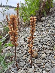 Image result for Orobanche minor