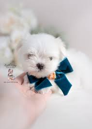 Find your new family member today, and discover the puppyspot difference. Teacup Maltese Miami Florida Teacup Puppies Boutique