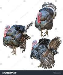 Large Turkeys Isolated On White Background Ad Sponsored Turkeys Large Isolated Background White Background Background Stock Photos
