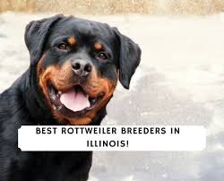 My individual channel @collin brackin #rottweiler #dog #puppy #animals #pets venmo: 6 Best Rottweiler Breeders In Illinois 2021 We Love Doodles