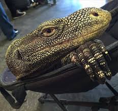 Meghan Kelley And Her Crocodile Monitor Lizard Our Reptile Forum Monitor Lizard Lizard Crocodile