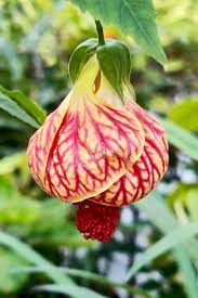 Image result for Abutilon sp.no.1