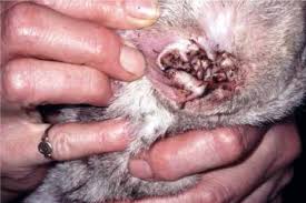 Image result for scabies rabbits ears