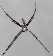Check spelling or type a new query. Yellow Garden Spider Argiope Aurantia Bugguide Net