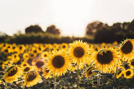 Sunflower Wallpapers Free Hd Download 500 Hq Unsplash