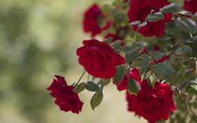 President donald trump announces 7th u.s. Wallpaper Red Rose Flowers Garden 1920x1200 Hd Picture Image