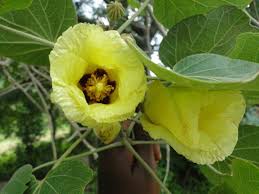 Image result for Thespesia garckeana