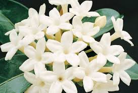 Jasmine Extract