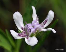 Image result for Justicia australis