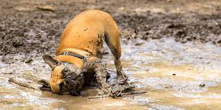 Can my dog get sick from eating dirt? Why Do Dogs Eat Dirt Is It Bad For Them All Things Dogs All Things Dogs