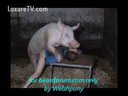 Ho gets a bbc internal cumshot. Man Gets Fucked By Huge Pig Hd Porn Porn Tubes Video Sex Pornbraze Com