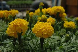 Image result for Tagetes patula