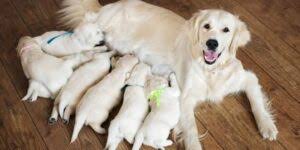 Check spelling or type a new query. 9 Best Golden Retriever Breeders In Tennessee 2021 We Love Doodles