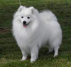 Japanese Spitz Japanese Spitz Japanese Spitz Dog Spitz Dogs