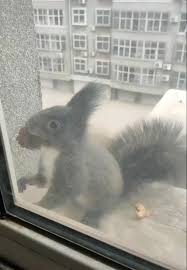 Nom Nom Nom Video In 2020 Funny Animal Videos Cute Baby Animals Cute Animals