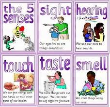The Traditional Five Human Senses And Sense Organs Classroom Lesson Plans Senses Preschool Senses Activities