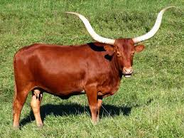 Pin By Nilson On Usa 1 Cattle Breeds Animals Animals Of The World Animals With Horns