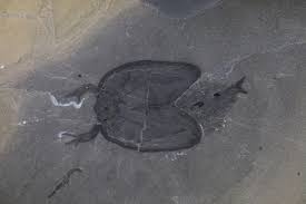 Image result for Tragia brevipes-benthamii-okanyu