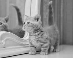 Munchkins are an extremely loving breed of cat! Munchkin Cat Guide Sainsbury S Bank Cat Insurance