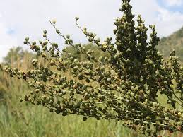 Image result for Chlorophytum krookianum