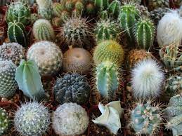 Cacti have sharp spines instead of leaves so photosynthesis takes place in the plant's skin or epidermis, which is also the stem. Cactus Facts For Kids World Of Succulents