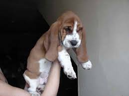 A few weeks later he. Basset Hound Puppies For Sale Craigslist Petswall