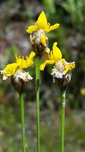 Image result for Xyris