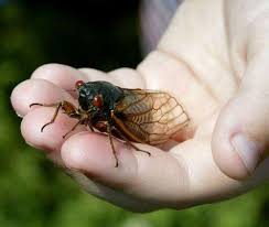 These annual cicadas are part of charm of our summers. The Cicadas Are Rising Us Invasion In 5 4 3