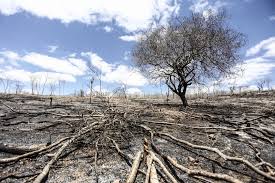Resultado de imagem para destruição da natureza pelo homem