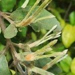 Image result for Erianthemum dregei