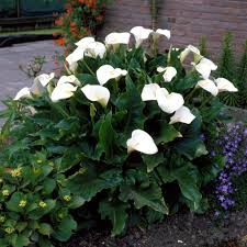 Image result for Zantedeschia aethiopica