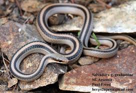 Image result for Salvadora