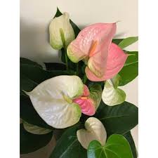 The compact bushy growth, multitude of flowers and speed of flowering make the plant very suitable for cultivation in 6 cm to 12 cm pots. Anthurium Pandola Flowers Change Color As The Flowers Age Absolutely Magnificent 6 Pot Anthurium Flowers Color Change