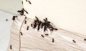 How do you get rid of ants inside walls? How To Get Rid Of Flying Ants In A Wall Cavity The Natural And Professional Methods Express Co Uk