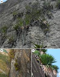 Image result for Coleochloa setifera