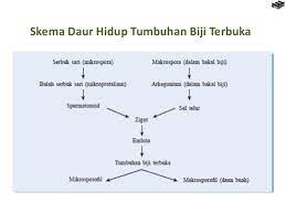 Tumbuhan biji tertutup memiliki jumlah spesies lebih banyak dibandingkan dengan tumbuhan berbiji terbuka, karena anggota angiospermae mencakup sekitar 300 famili dan lebih dari 250.000 spesies.tumbuhan ini banyak ditemukan di semua daratan dunia ini. Bab 7 Tumbuhan