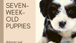 Puppy Stages Seven Week Old Puppy Behavior And Development Pethelpful By Fellow Animal Lovers And Experts