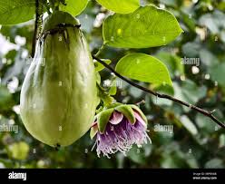 Image result for Passiflora quadrangularis