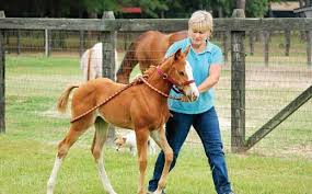Pin On Horses Barns My Farm