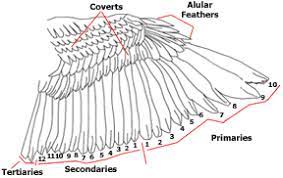 Bird Feather Types Anatomy Molting Growth And Color Petcoach