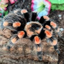 Image result for Brachyachne simonsii