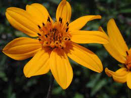 Drought Tolerant Non Toxic Trees To Plant Shade Plants Plants