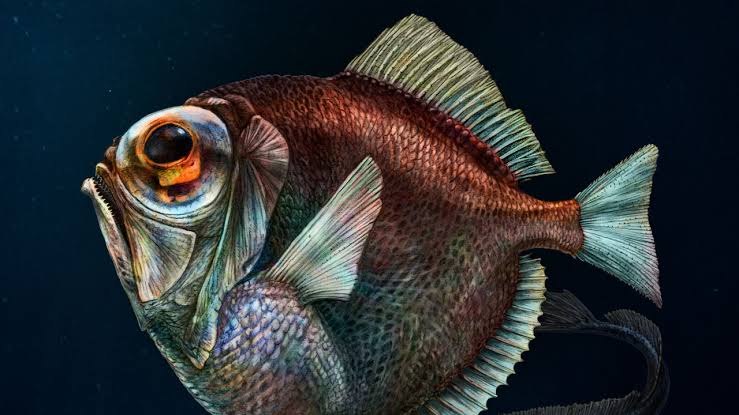In the deep, dark, ocean fish have evolved superpowered vision | Science |  AAAS