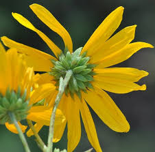 Image result for Helianthus angustifolius