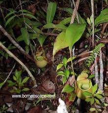 Nepenthes Bicalcarata Ekosistem